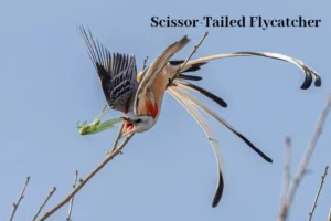 Scissor Tailed Flycatcher