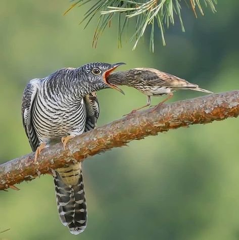 Scissor-Tailed Flycatcher