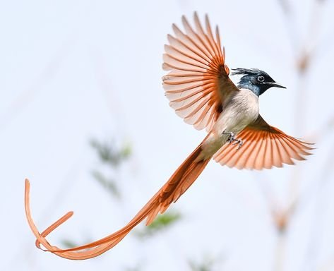  Asian Paradise Flycatcher.