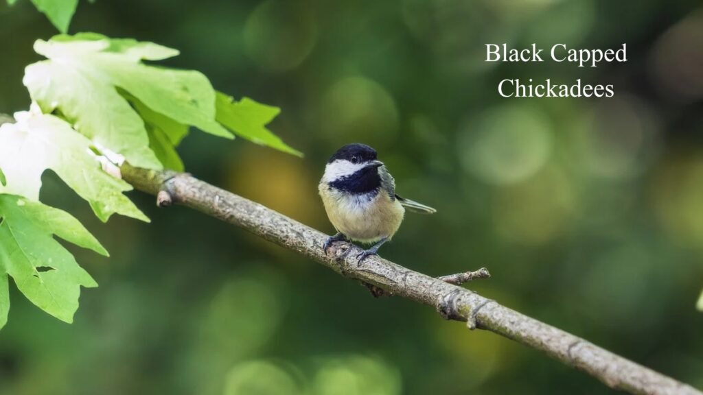 "Black Capped Chickadees: Nature's Little Acrobats 2025"