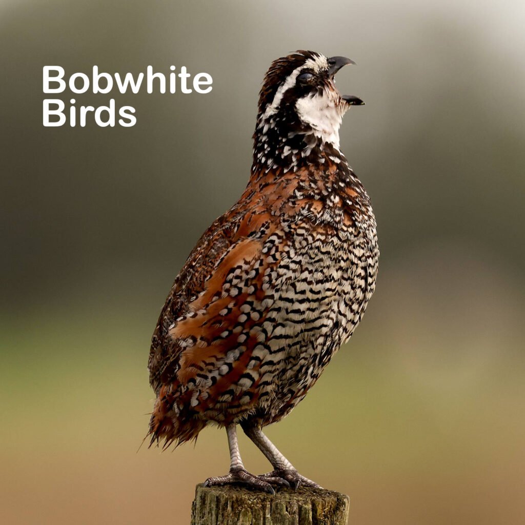 "Everybody Likes Bobwhite: Is That Enough to Save Them?Northern Bobwhite bird on a wooden post"