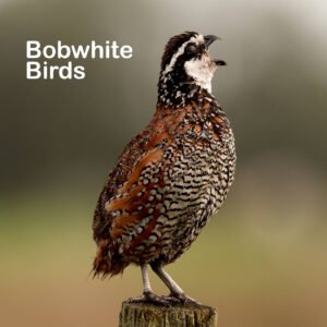 Bobwhite