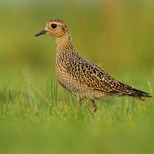 "UK's Mud-Loving Birds Sinking Fast"