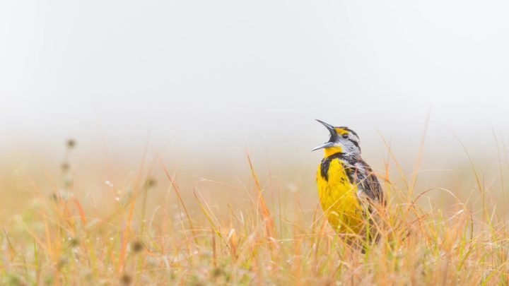 "Eastern Meadowlark singing in golden grass with a misty background".