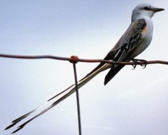 Scissor Tailed Flycatcher: The Texas Bird of Paradise