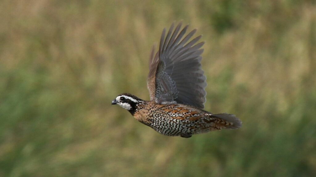 "Northern Bobwhite bird flying over a green field."