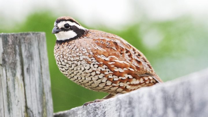 "Northern Bobwhite perched on a wooden fence with a green background."