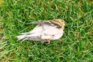 an- Injured-Bird-in-Your-Backyard