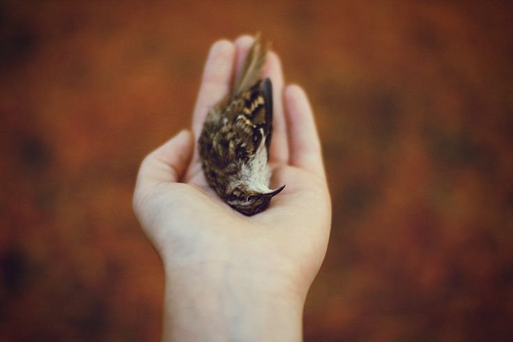 Injured-bird-in-a-hand