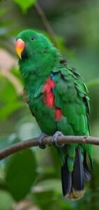 Eclectus-Parrot