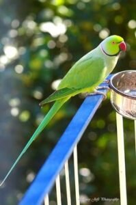 An-Indian-Ringneck-Parakeet-with-a-green-body