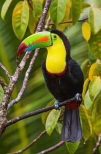 A-Toucanet-perched-showcasing-its-large-colorful-beak