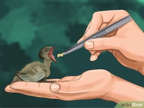 Person-feeding-a-baby-bird-with-tweezers