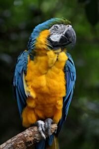 A-vibrant-blue-and-yellow-macaw-perched-on-a-branch