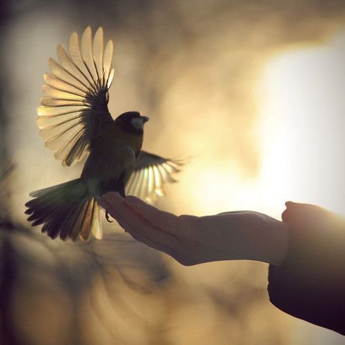 Bird-taking-flight-a-hand